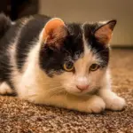 Hvordan undgår jeg at skade mine tænder eller tandkød ved brug af en tandspartel?